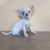 チワワ(スムース)