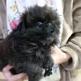 ペキニーズ【愛知県・男の子・2025年9月17日・ブラック】の写真2