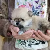 ポメラニアン【愛知県・男の子・2025年10月23日・オレンジセーブル】の写真2