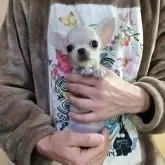 チワワ(スムース)【愛知県・男の子・2025年8月18日・クリーム】の写真4「頭丸く」