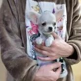 チワワ(スムース)【愛知県・男の子・2025年8月18日・クリーム】の写真4