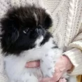 ペキニーズ【愛知県・女の子・2025年9月7日・ブラック&ホワイト】の写真5