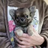 チワワ(ロング)【愛知県・男の子・2025年9月17日・フォーン】の写真5