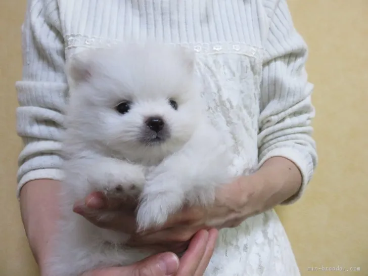 ID：1903-01281の子犬