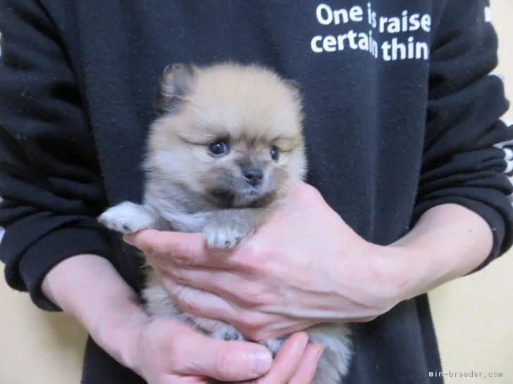 ID：1902-00405の子犬