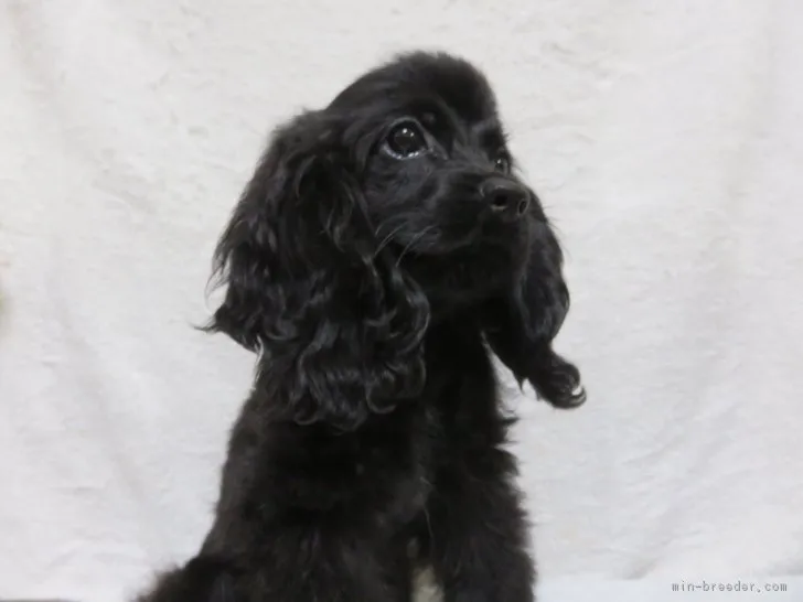 ID:1704-01287の子犬