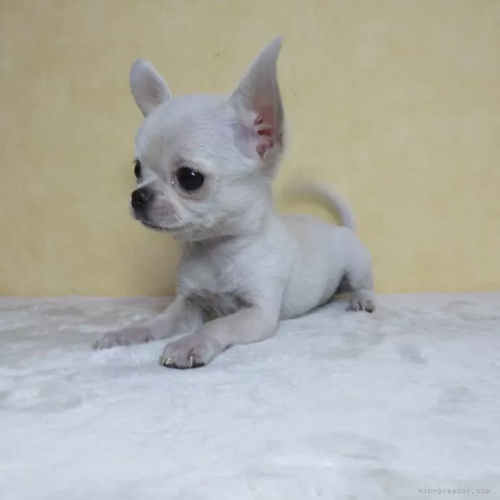 S.Ｉ 様のお迎えした子犬