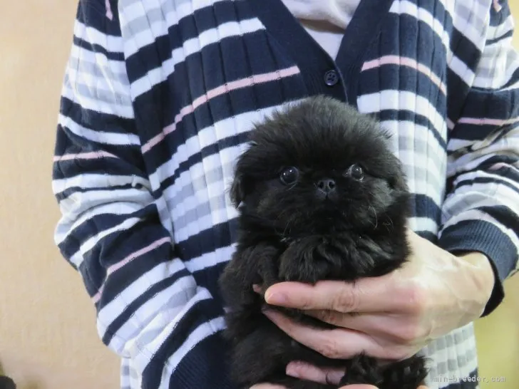 ID:2204-01065の子犬