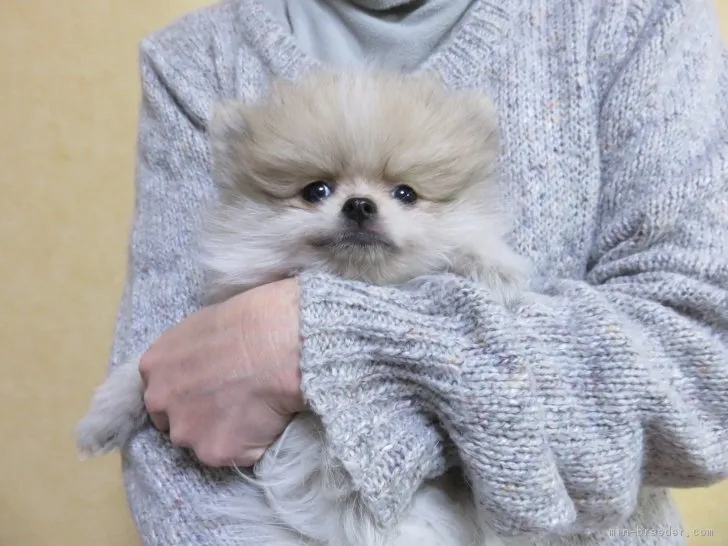しんちゃん 様のお迎えした子犬