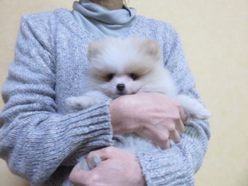 ポメラニアン【愛知県・男の子・2018年10月13日・クリーム】の写真「お母さんシァオリア直子」