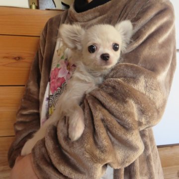 チワワ(ロング)【愛知県・男の子・2023年6月23日・クリーム】の写真「目がぱっちり。」