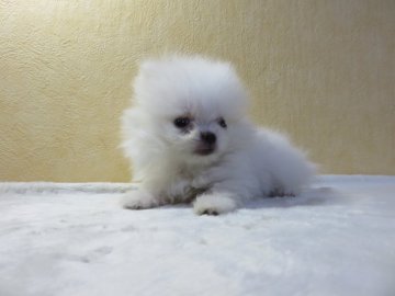 ポメラニアン【愛知県・男の子・2021年6月12日・ホワイト】の写真「お母さんチャオリヤ直子（祖父ＣＨ）」