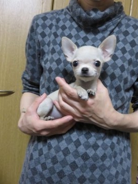 チワワ(スムース)【愛知県・男の子・2018年2月3日・クリーム】の写真「とってもおちびな子です」