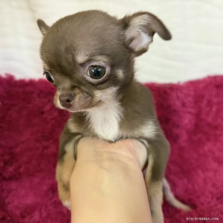 ID：2501-07883の子犬