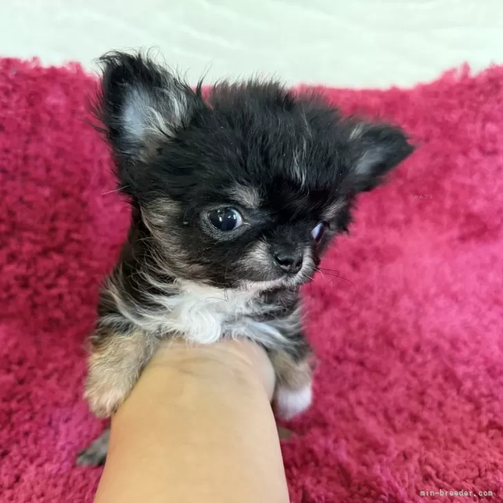 ID：2501-07884の子犬