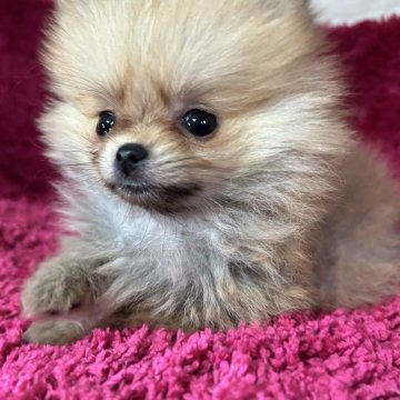 ポメラニアン【京都府・女の子・2025年9月20日・クリーム】の写真「可愛い女の子です♪」