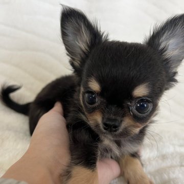 チワワ(ロング)【京都府・男の子・2024年9月23日・ブラックタン&ホワイト】の写真「小さくて可愛い男の子😆」