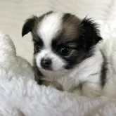 チワワ(ロング)