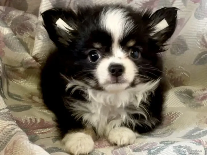 ID：2107-00178の子犬