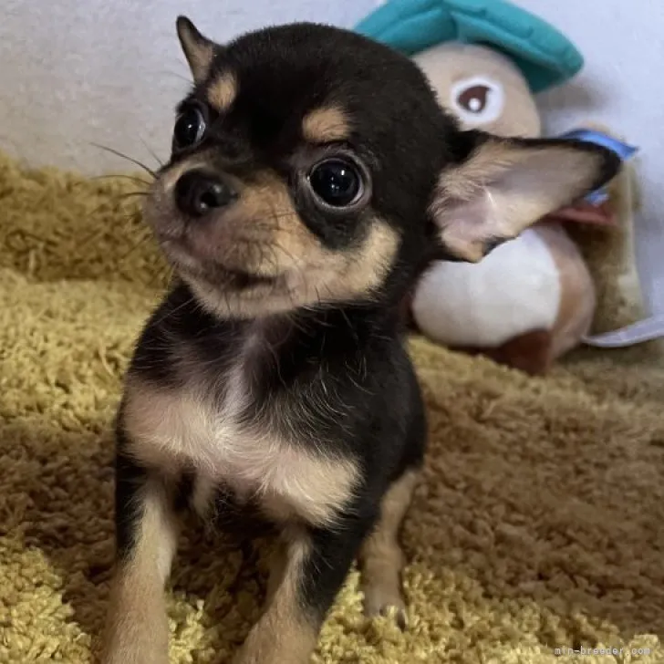 ID：2308-01551の子犬