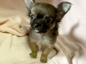 チワワ(ロング)【京都府・女の子・2021年5月3日・セーブル】の写真「小ぶりで明るい女の子です♪」