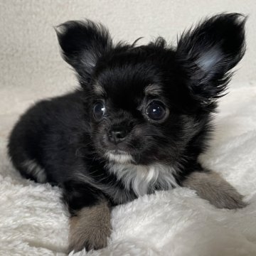 チワワ(ロング)【京都府・女の子・2024年4月7日・ブラック&タン】の写真「クリクリおめめのかわいい子です！」