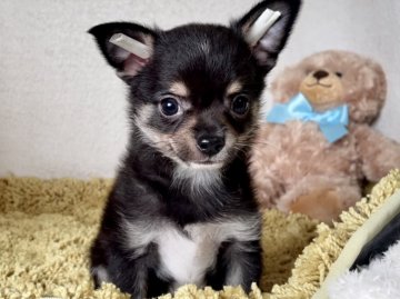 チワワ(スムース)【京都府・男の子・2021年7月31日・ブラック、タン&ホワイト】の写真「可愛い男の子です♡」