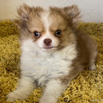 チワワ(ロング)【京都府・男の子・2022年3月24日・レッド&ホワイト】の写真「モフモフ、コロコロの男の子です♡」