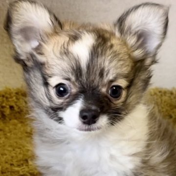 チワワ(ロング)【京都府・男の子・2023年9月2日・セーブル&ホワイト】の写真「毛吹きのいい癒し系の男の子です♡」