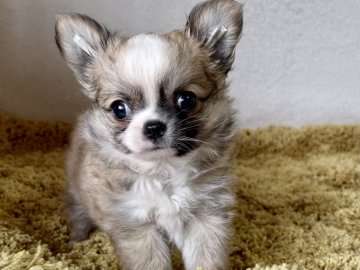 チワワ(ロング)【京都府・男の子・2021年8月26日・セーブル&ホワイト】の写真「ふわふわの可愛い男の子です♡」