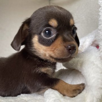 チワックス(チワワ×ダックスフンド)【京都府・女の子・2024年9月8日・チョコレートタン&ホワイト】の写真「とっても綺麗なチョコレートカラー🍫」
