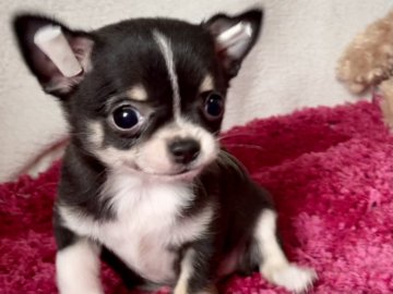 チワワ(スムース)【京都府・女の子・2021年7月31日・ブラック、タン&ホワイト】の写真「可愛い女の子です♡」