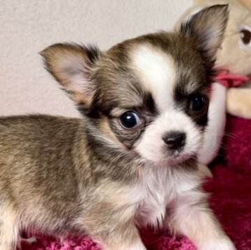 チワワ(ロング)【京都府・女の子・2023年4月23日・セーブル&ホワイト】の写真「とっても小さいの女の子です♡」