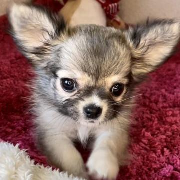 チワワ(ロング)【京都府・女の子・2022年6月14日・セーブル】の写真「可愛い女の子です♡」