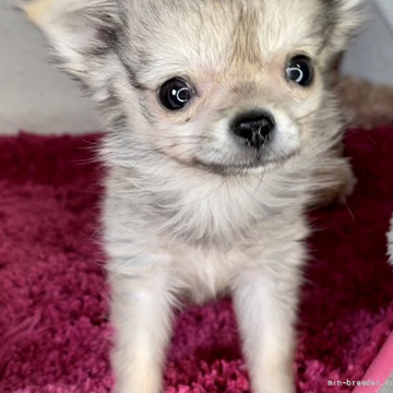 チワワ(ロング)【京都府・女の子・2022年4月2日・セーブル&ホワイト】の写真「明るくて人懐っこい極小の女の子です♡」