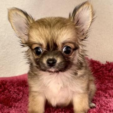 チワワ(ロング)【京都府・女の子・2022年7月2日・レッド&ホワイト】の写真「小さめの女の子です♡」