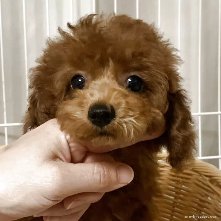 I.A 様のお迎えした子犬