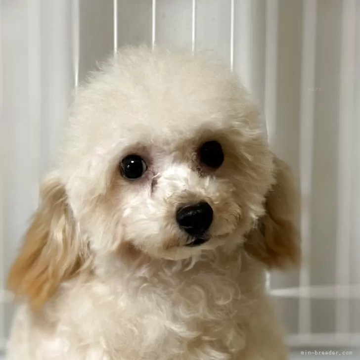 ID：2501-02713の子犬