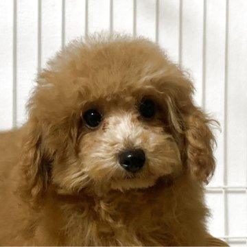 トイプードル(トイ)【岡山県・男の子・2025年7月9日・レッド】の写真「3兄弟ともよく似た顔立ちです」