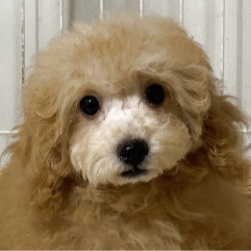 トイプードル(トイ)【岡山県・男の子・2025年7月9日・薄いレッド】の写真「ぽやんとした顔が特徴です^^;;」