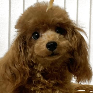 トイプードル(タイニー)【岡山県・女の子・2025年3月31日・レッド】の写真「仔犬の可愛らしさがでてきました」