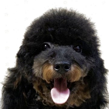 トイプードル(トイ)【岡山県・男の子・2025年3月20日・ブラック&レッド】の写真「愛嬌のある顔が可愛い男の子」