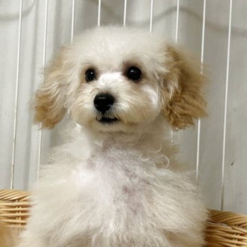 トイプードル(タイニー)【岡山県・女の子・2024年11月22日・クリーム系】の写真「写真の通りの可愛さです」