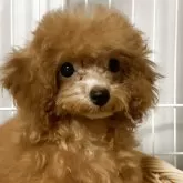 タイニープードル