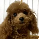 タイニープードル