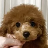 タイニープードル
