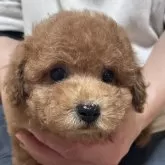 トイプードル(トイ)【岡山県・男の子・2024年11月13日・レッド】の写真1