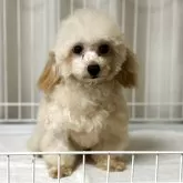 トイプードル(トイ)【岡山県・男の子・2024年8月25日・アプリコット】の写真2