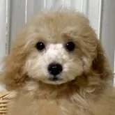 トイプードル(トイ)【岡山県・男の子・2025年7月9日・薄いレッド】の写真2