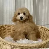 トイプードル(トイ)【岡山県・男の子・2025年7月9日・薄いレッド】の写真3